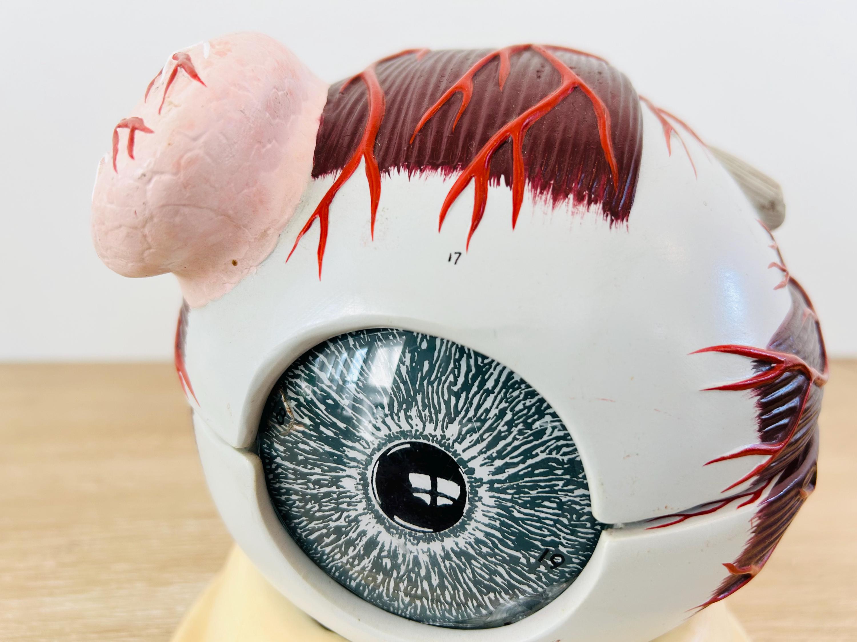 Optometry Eye Model Vintage Medical Anatomical Eye Model Optometry/ Ophthalmology by ...