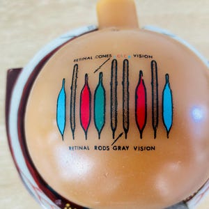 Eye Rods Color Table Vintage Medical Anatomical Eye Model Optometry/ Ophthalmology by ...