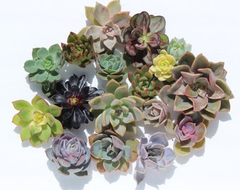 10 rosette succulent cuttings (2-4") 10 rosette succulent clippings wedding succulents wedding favor perfect for bouquets corsage wreath