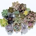 see more listings in the Rosette Cuttings section