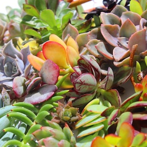 15 succulent cuttings succulent clippings succulent plants colorful succulent cuttings bulk succulents wholesale succulent plants image 2