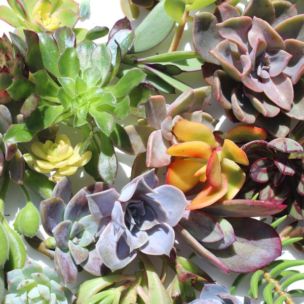 150 succulent cuttings Bulk succulent cuttings wholesale succulent clippings Succulent plants colorful succulent plants succulent starter