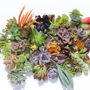 15 succulent cuttings succulent clippings succulent plants colorful succulent cuttings bulk succulents wholesale succulent plants image 1