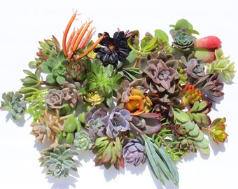 15 succulent cuttings succulent clippings succulent plants colorful succulent cuttings bulk succulents wholesale succulent plants