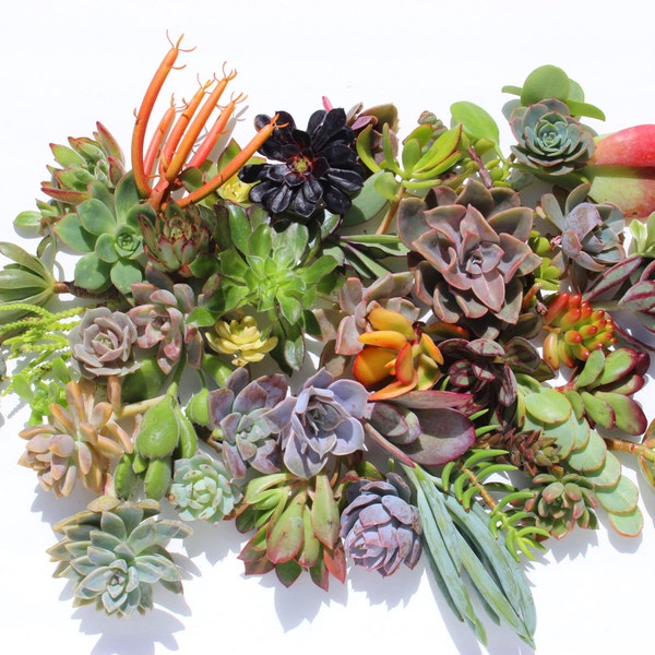 15 boutures succulentes tondeuses succulentes plantes succulentes coupes succulentes colorées en vrac plantes succulentes en gros