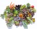 15 succulent cuttings succulent clippings succulent plants colorful succulent cuttings bulk succulents wholesale succulent plants 
