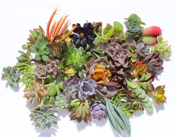 Twenty  succulent cuttings 20 different 1-5&quot; large succulent clippings succulent kit succulent garden succulent starter kit
