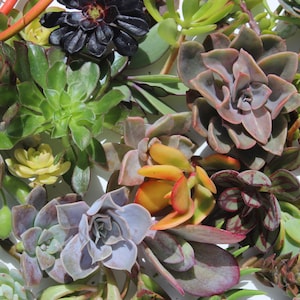 75 succulent cuttings 75 succulent clippings plant cuttings wholesale succulent cuttings bulk succulent clippings 1-5" large clippings