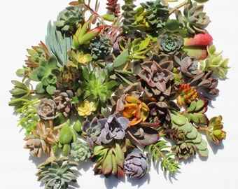 set of 50 succulent cuttings Succulent clippings succulents Succulent plants assorted succulent clippings succulent assortment diy succulent