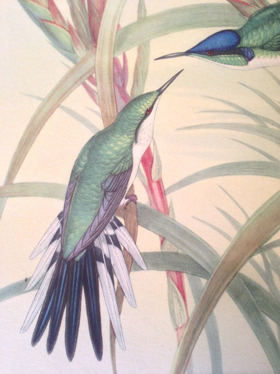 John Gould Hummingbird HELIOTHRIX PURPUREICEPS - I B FISHER Co. 1946