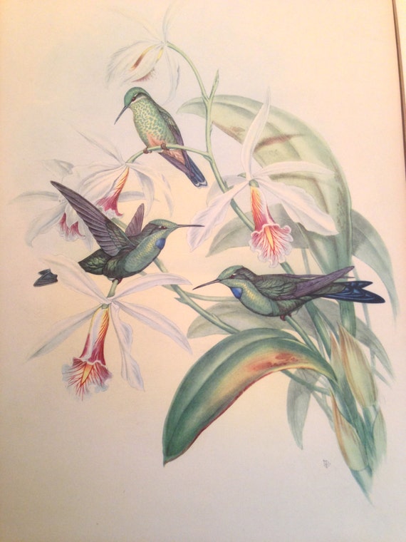 John Gould Hummingbird HELIODOXA JACULA - I B FISHER Co. 1946