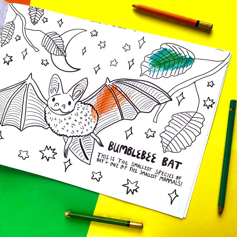 May include: A black and white line drawing of a bat with the text "Bumblebee Bat" and "This is the smallest species of bat + one of the smallest mammals!"  The bat is colored in with orange and green.