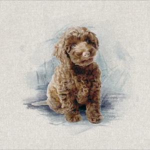 May include: A brown and white curly-haired puppy sitting on a light blue background. The puppy is looking directly at the camera.