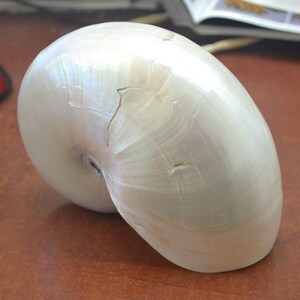 white PEARL NAUTILUS Polished Sea SHELL 6 1/2 image 1