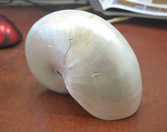 white PEARL NAUTILUS Polished Sea SHELL 6 1/2"