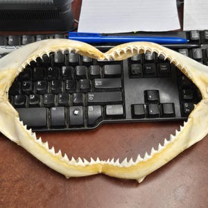 real SPINNER SHARK jaw 13&quot;