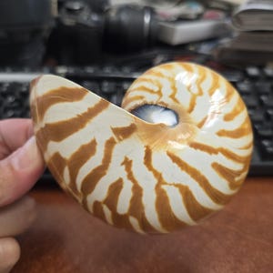 May include: A chambered nautilus shell featuring a smooth, curved surface with a distinct pattern of brown, tiger-like stripes against a creamy white background. The shell exhibits a spiral structure with a visible dark, hollow center opening.