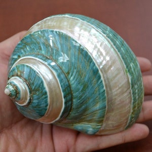 Polished GREEN JADE Banded Turbo Hermit CRAB Sea Shell 4" - 4 1/2"