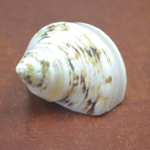green banded PETHOLATUS  turbo Shell 1 1/2 - 2&quot;