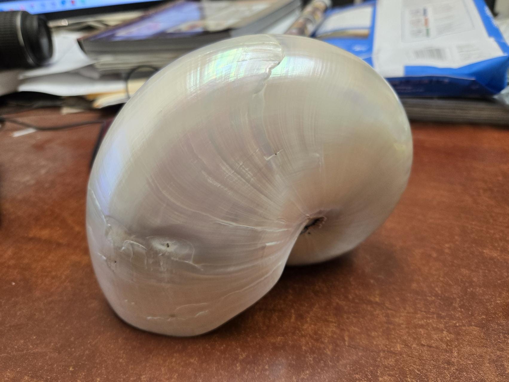 white PEARL NAUTILUS SHELL 7"