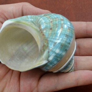 May include: A blue and green seashell with a white and brown swirl pattern. The shell is smooth and shiny.