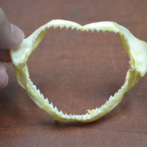 baby SPINNER SHARK teeth tooth Jaw mouth decoration 3&quot;