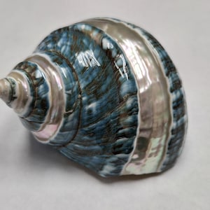 May include: A blue and white seashell with a spiral pattern. The shell has a smooth, glossy finish and iridescent details.