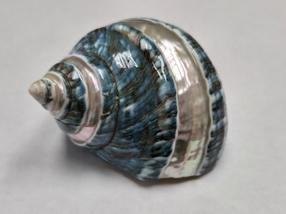 green PEARL banded JADE TURBO shell 2" - 2 1/2"