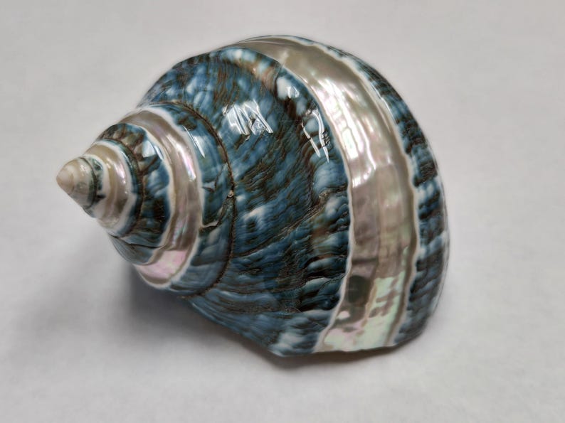 May include: A blue and white seashell with a spiral pattern. The shell has a smooth, glossy finish and iridescent details.