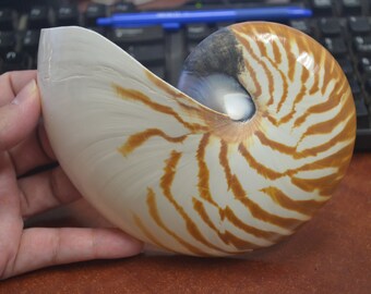 Natural CHAMBERED NAUTILUS Sea SHELL Cut Sliced Beach Craft 6"