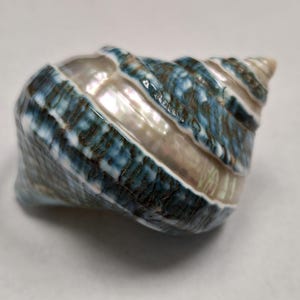 May include: A blue and white seashell with a spiral pattern. The shell has a pearly sheen and is smooth to the touch.