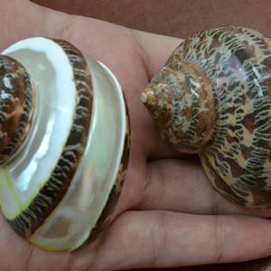 2 pcs PETHOLATUS jade turbo shells 2&quot; - 2 1/2&quot;