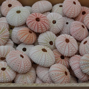 May include: A close-up of a collection of sea urchins in various shades of pink, white, and beige. The sea urchins are arranged in a box, creating a visually appealing display.