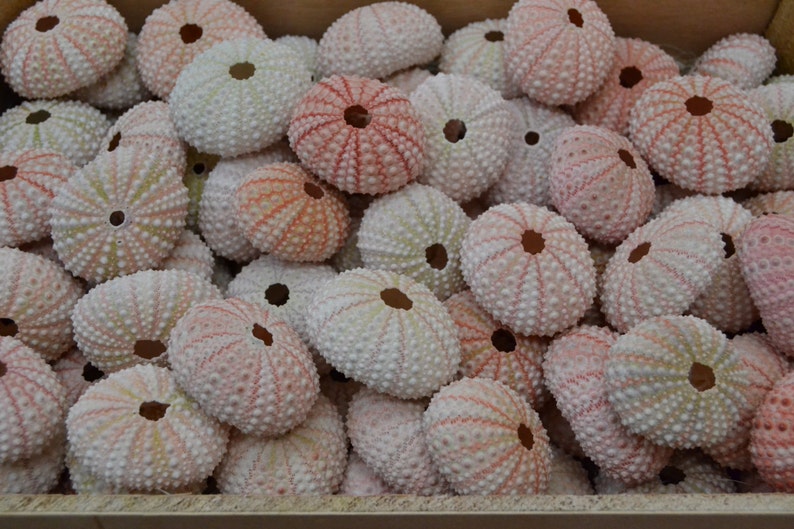 100 Pieces Pink URCHINS Sea Shell image 1