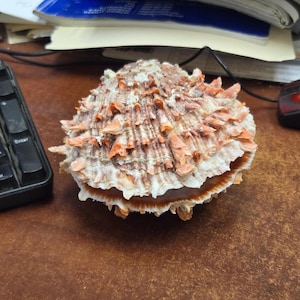 May include: A natural scallop shell featuring a textured, fan-shaped exterior with prominent ridges and jagged, flaky protrusions in shades of white, tan, and reddish-brown. The shell is closed, displaying a layered, organic surface structure.