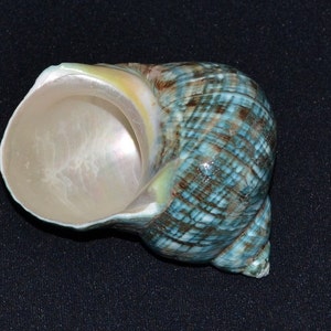 Polished GREEN JADE Turbo Hermit CRAB Sea Shell 3 1/2 4 image 2