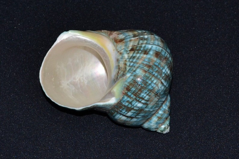 Polished GREEN JADE Turbo Hermit CRAB Sea Shell 3 1/2 4 image 2