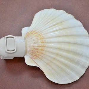 DEEP SCALLOP Sea Shell NIGHTLIGHT image 2