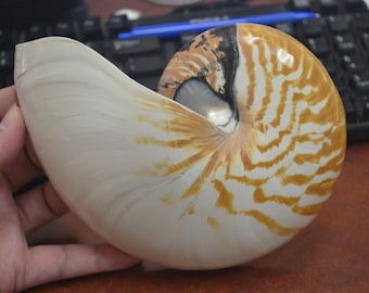 Natural CHAMBERED NAUTILUS Sea SHELL Cut Sliced Beach Craft 6 1/2"