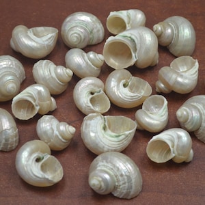 May include: A collection of white seashells with iridescent pearlescent finishes. The shells are various sizes and shapes, with some having a spiral pattern.