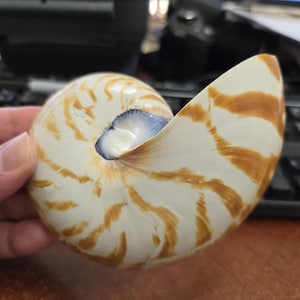 May include: A nautilus shell with a spiral shape, featuring a creamy white base color and intricate brown patterns. The shell's interior reveals a pearlescent blue and white hue, showcasing its natural beauty.