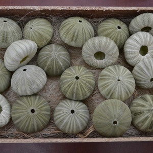 12 Pieces GREEN URCHINS Sea Shell