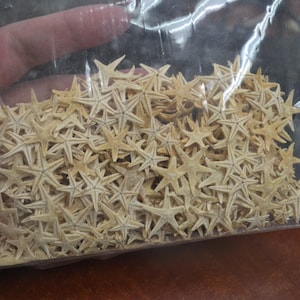 May include: A plastic bag filled with a large quantity of small, beige starfish. The starfish are arranged in a random pattern and are all approximately the same size.