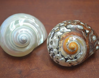 2 coquillages turbo PEARL and SARMATICUS JADE 2 1/2" - 3"