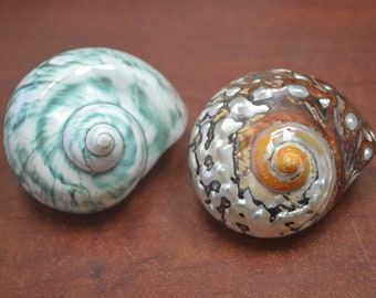 2 pcs green PEARL and SARMATICUS JADE turbo sea shell 2 1/2" - 3"