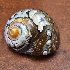 May include: Abalone shell with iridescent colors and a spiral pattern. The shell has a smooth, polished surface with shades of brown, white, and orange. The shell is a natural, organic shape.