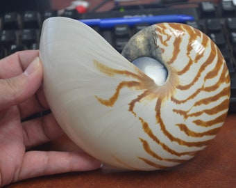 Natural PEARL white NAUTILUS Sea SHELL Cut Sliced Beach Craft 6"