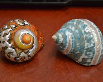 2 pcs SARMATICUS and green banded JADE turbo sea shell HERMIT crab 2 1/2" - 3"