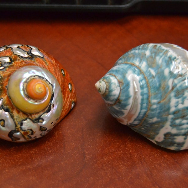 2 pcs SARMATICUS and green banded JADE turbo sea shell HERMIT crab 2 1/2" - 3"