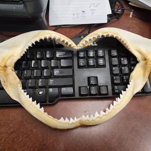 real BULL SHARK jaw 13&quot;